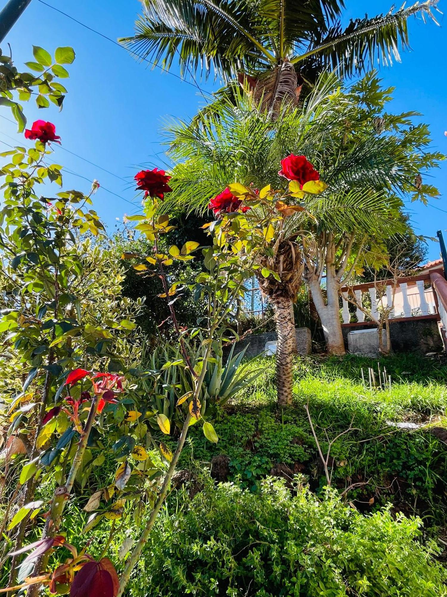Cozy House Hotel ฟุงชาล ภายนอก รูปภาพ